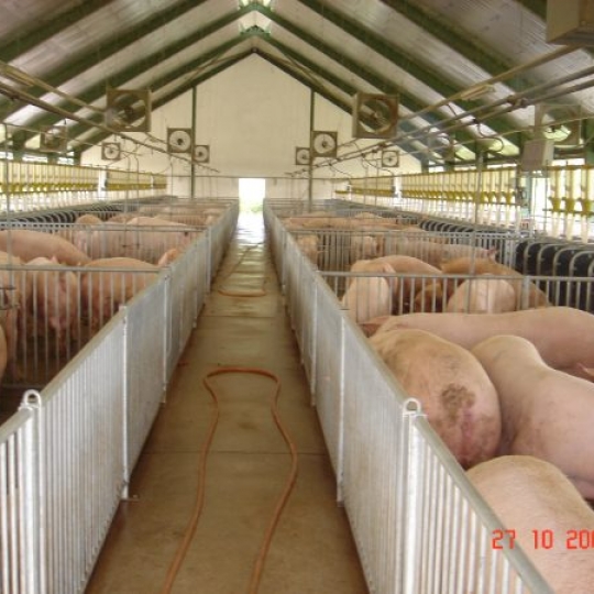 HEO NÁI SINH SẢN