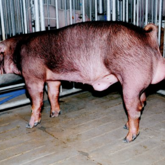 Giống thuần Duroc